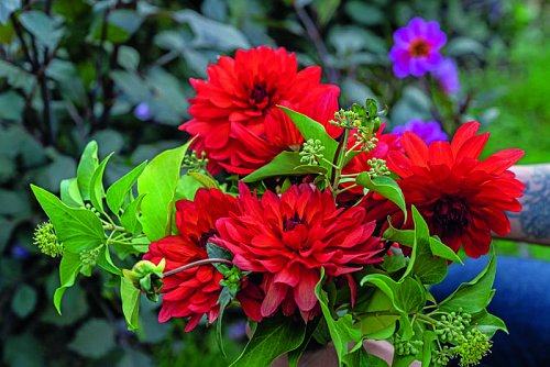 8.-99592_-_Valorisation_des_dahlias_Parc_Floral_de_ParisLa_Vie_en_Rose---Sonia-YASSA.jpg