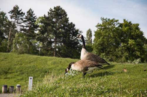 Rencontre---Biodiversite---G.Bontemps-147374.png